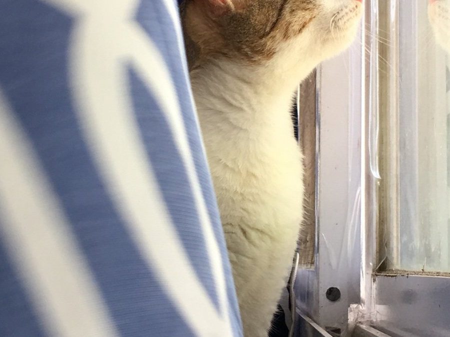 Cat peeking through a doorway