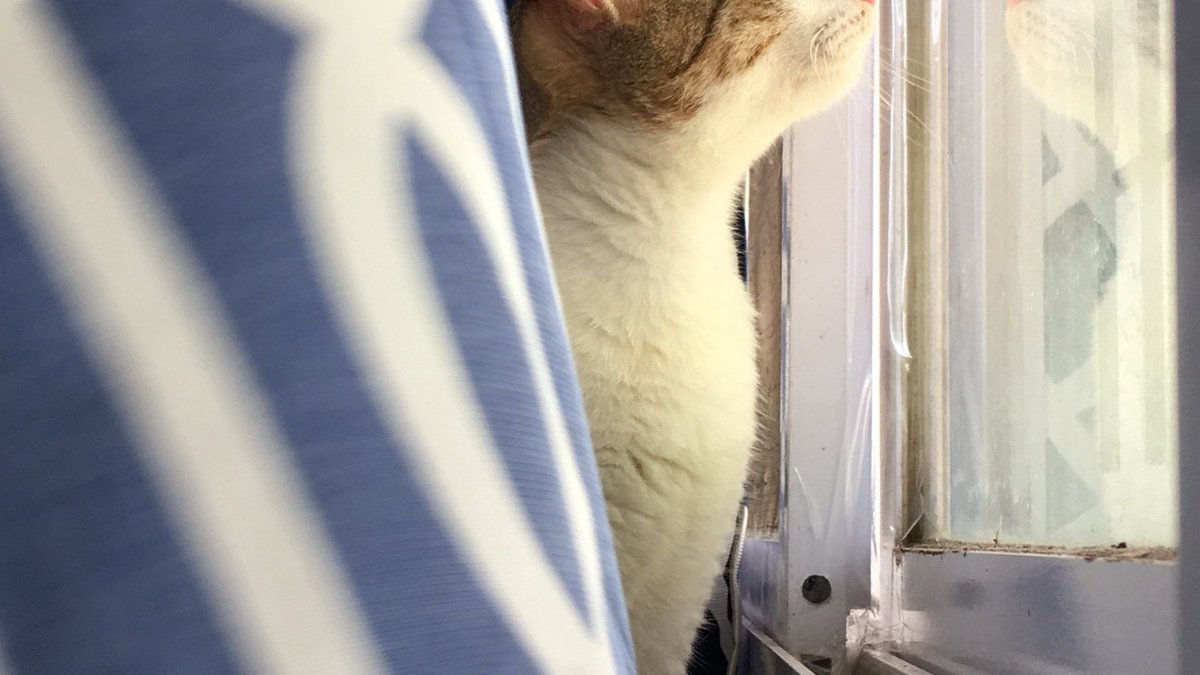 Cat peeking through a doorway